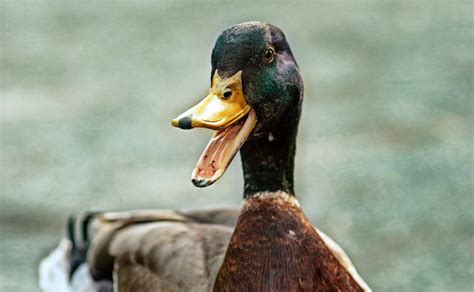 10 Interesujących Ciekawostek o Kaczkach dla dzieci - Fajne Podróże