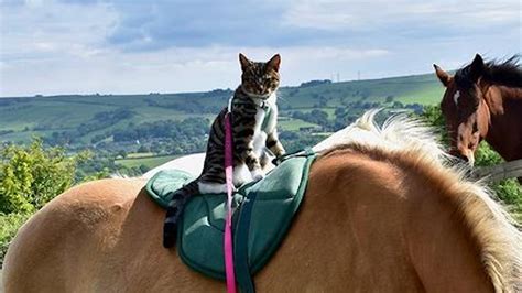 Meet Bongo The Cat Who Loves Kayaking Hiking And Horse Riding