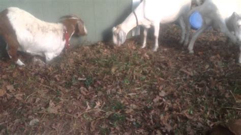 Goat S Squad Eating Invasive Sumac And Poison Ivy Youtube
