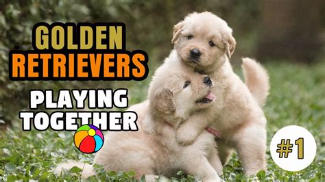Golden Retrievers Playing Together Compilation 1 Youtube