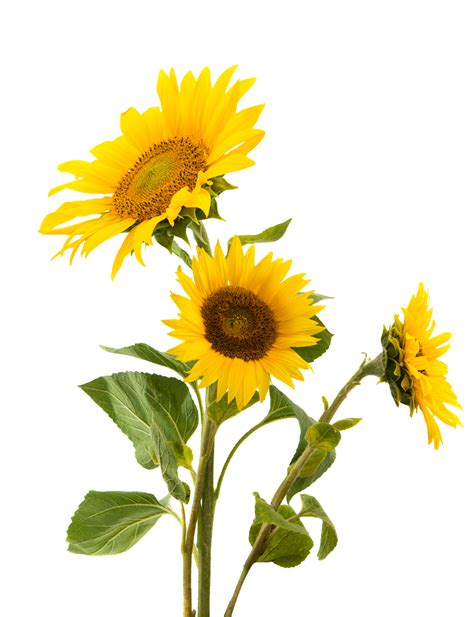 Real Sunflower PNG images transparent png image