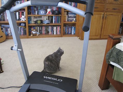 But Mom I Am Thinking About The Treadmill Treadmill Mom Cats