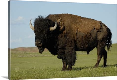 American Bison Male Durham Ranch Campbell County Wyoming Photo