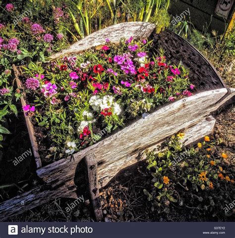 Download This Stock Image Flowers Planted In An Old Wheelbarrow