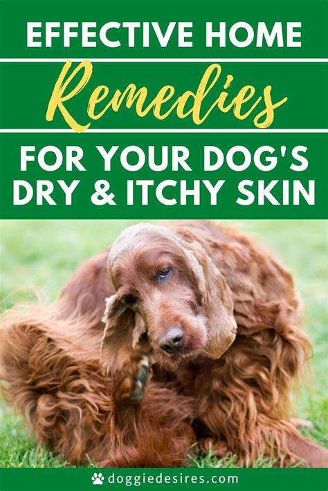 Home Remedies For Dogs Dry Itchy Skin In 2021 Dog Dry Skin Remedy