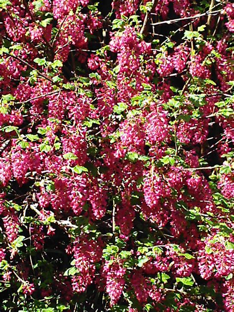 Spring Flowering Shrubs Minervas Garden Blog