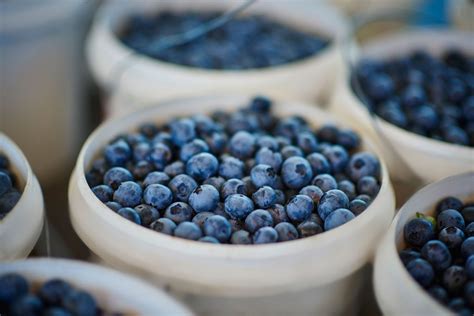 Only confirmed information about blueberries nutrition. There are lots of great health reasons you should eat ...