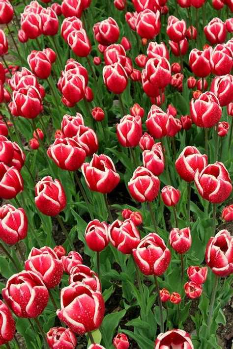 Field Of Red Tulips Flowers Under Cloudy Sky · Free Stock Photo