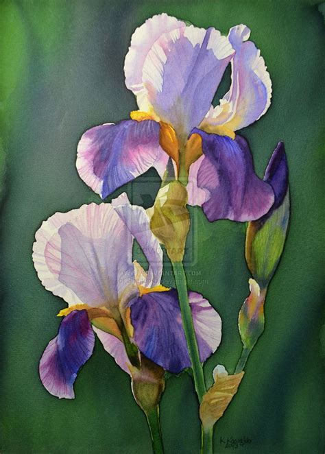 Purple Iris By Shelter85 On DeviantArt Iris Art Iris Painting