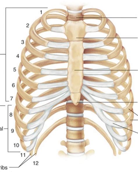 Rib Cage Anatomy Labeled Anterior View Of The Thoracic Cage