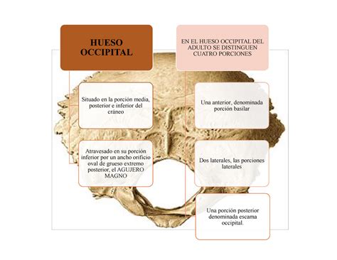 Hueso Occipital Anatomía Humana Hueso Occipital Situado En La