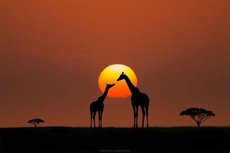 Photograph Giraffe Sunset By Bahadir Yeniceri On 500px African Sunset