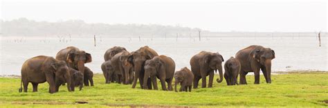 Sri Lanka Home To The Largest Asian Elephant Gathering But For How