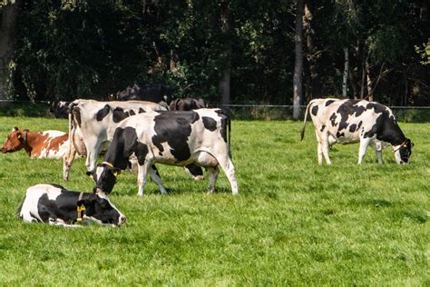 Uk Rewarding Higher Animal Welfare On Dairy Farms Dairy Global