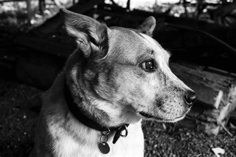 Free Images Mammal Canidae Dog Breed Snout Black And White