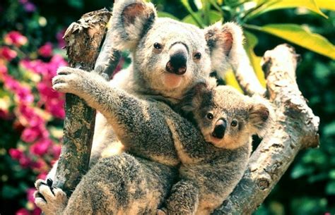 Koala Facts For Kids Brisbane Kids