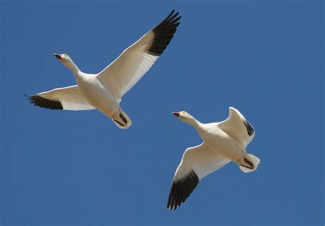 Snow Goose Chen Caerulescens