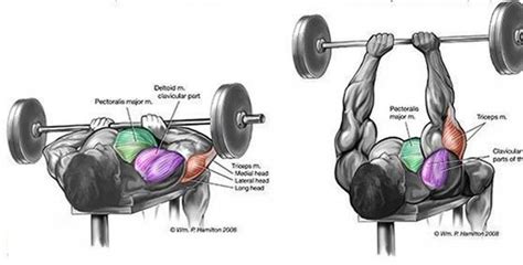 Close Grip Dumbbell Press Muscles Worked Performance Tips And