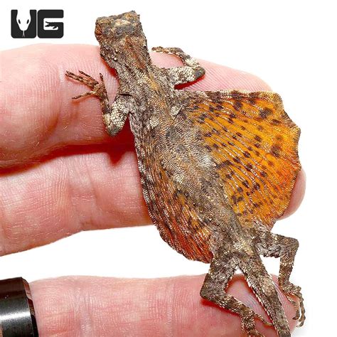 Flying Dragon Lizards Draco Lineatus For Sale Underground Reptiles
