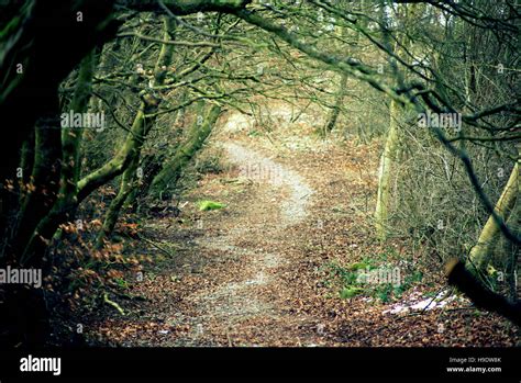 Fairy Tale Style Forest Path With Trees Stock Photo Alamy