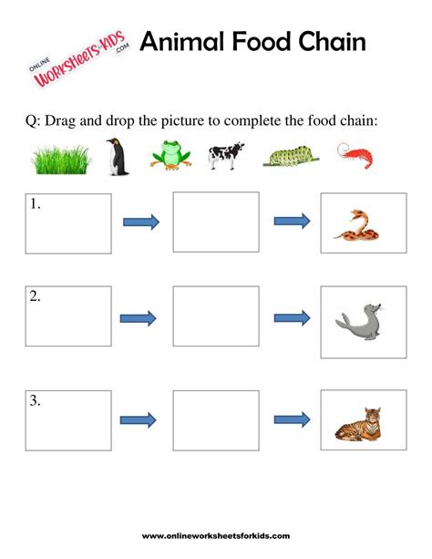 Animal Food Chain Worksheet For Grade 1 6