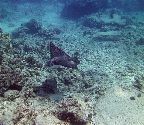 Spotted Eagle Ray Crescent Beach Hawaii Amanderson2 Flickr