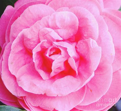 Pink Camellia Photograph By Andrea Anderegg
