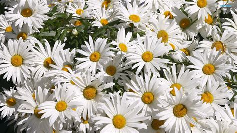 Daisy Flower Wallpaper 57 Images