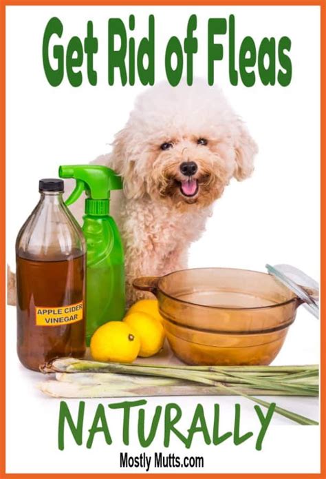 How To Get Rid Of Fleas Naturally Mostly Mutts Natural Flea