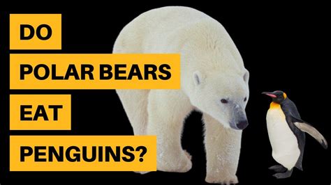 Do Polar Bears Eat Penguins No Find Out Why Youtube