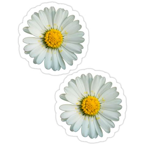 Two White Daisies Stickers By Ghjura Redbubble