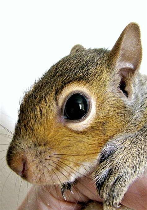 Picmonkey Photo Editing Made Of Win Squirrel Pictures Baby Animals