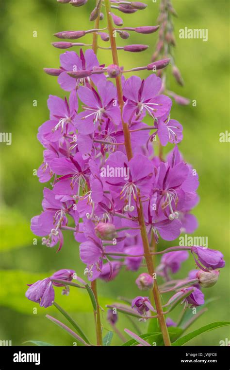 Close Up Of Chamaenerion Angustifolium Or Fireweed Or Great Or Rosebay