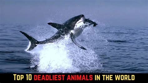 Top 10 Deadliest Animals In The World Youtube