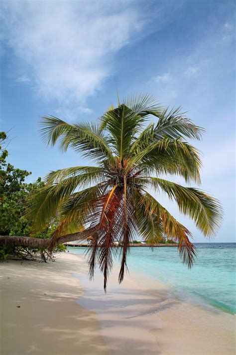 Stunted Horizontal Palm Tree Stretching Over Beach On A Tropical