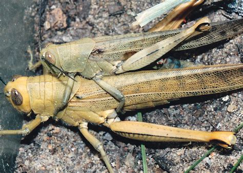Bands Of Giant Grasshoppers The Largest Grasshopper Valanga Irregularis