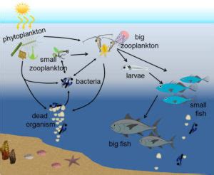 Plankton Microscopic Marine Life You Dont See Them But They Are There SRUK CERU