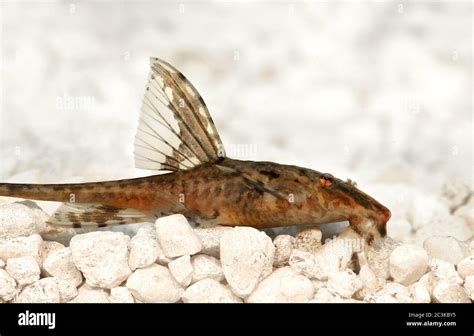High Fin Whiptail Catfish Rineloricaria Lanceolata Aquarium Fish Stock