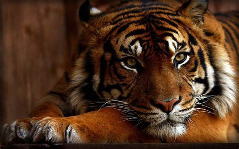 Tiger Full Hd Wallpaper And Background Image X Id