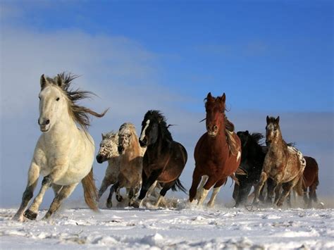 خلفيات خيول اجمل الصور للخيول العربية الاصيلة