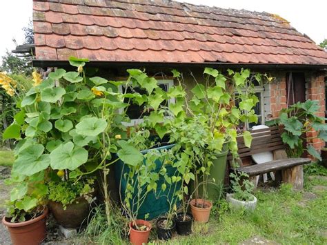 Wie groß ein gemüsegarten für die selbstversorgung sein muss, wie viel platz obstbäume brauchen und was du alles anbauen solltest. Selbstversorger-Garten: Selbstversorgergarten ...