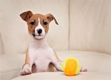 Moving with Pets | ST. LOUIS HOMES & LIFESTYLES