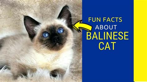 7 Reasons To Love The Beautiful Balinese Balinese Cat Facts For Kids