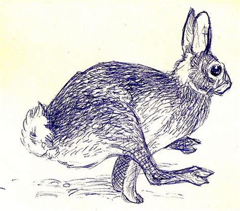 Rabbit Foot Drawing At Explore Collection Of