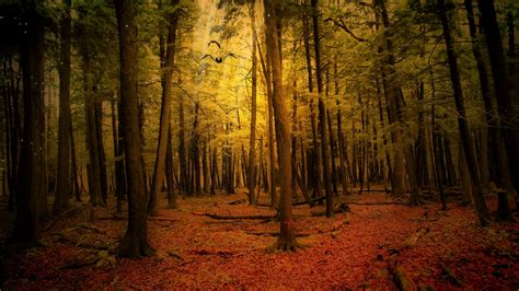 Download Wallpaper 2048x1152 Autumn Forest Landscape Ultrawide