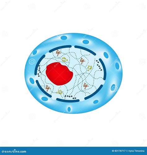 The Structure Of The Human Cell Nucleus Infographics Stock Vector Illustration Of Genome