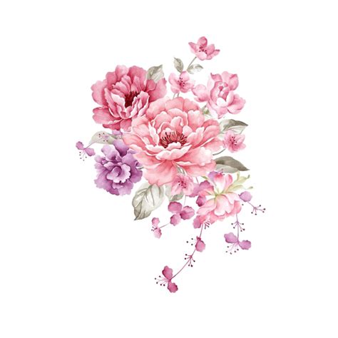 Peony Watercolor Png