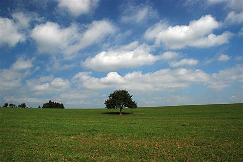 A Lonely Tree Within An Open Field Photo And Image Landscape