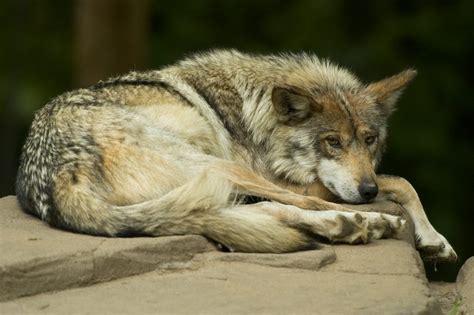 Governments In Coutnmaz Deliberately Derailed Mexican Wolf Recovery