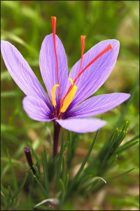 Every single night ellie asks if mom is going to tuck her in, and every night i have to beg her before she'll how can i even begin to explain to a four year old that she'll never see her mommy again? crocus_sativus_(saffron_crocus)_1-1 | Saffron flower ...